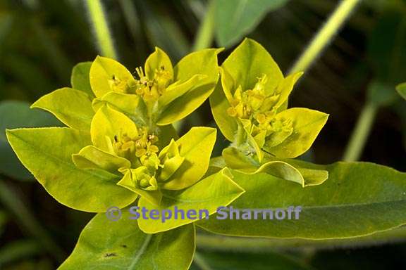 euphorbia oblongata 3 graphic